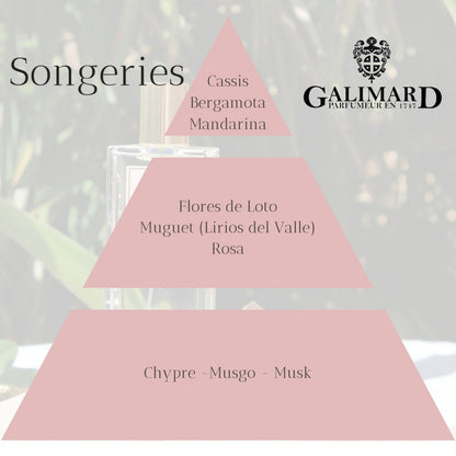Piramide Olfativa Perfume Songeries de Galimard